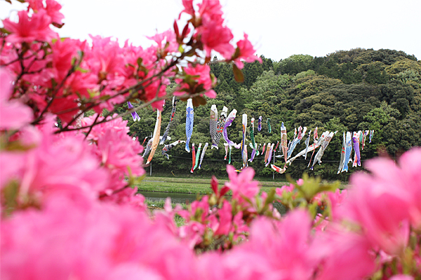 橘ふれあい公園 鯉のぼり