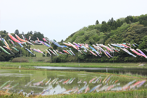 橘ふれあい公園 鯉のぼり