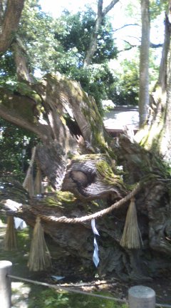 おおくす