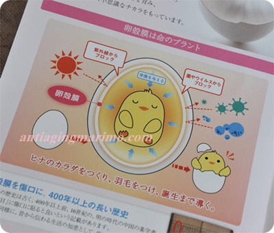 400卵殻膜パンフ殻のこと.JPG