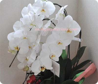 400胡蝶蘭花部分.JPG