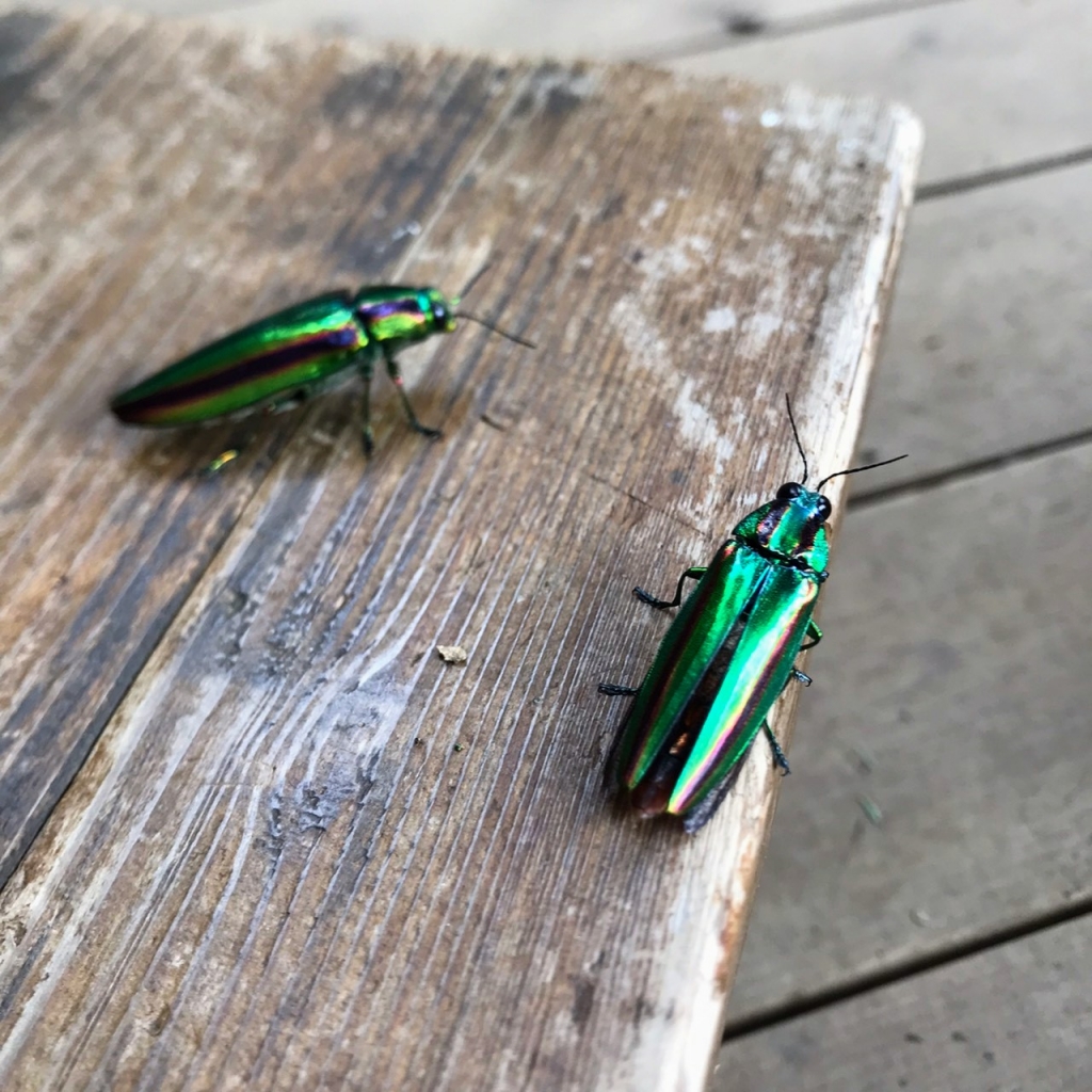 小田原】タマムシみ～つけた | Blog Forest Advetnture ODAWARA