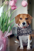 犬とチューリップ(笑)