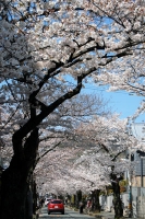 近所の桜通り