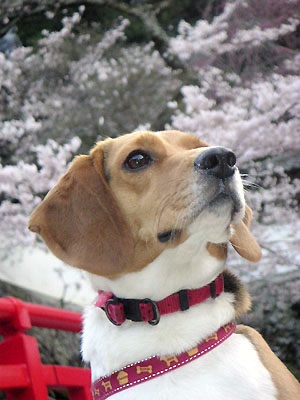 桜とアホ犬