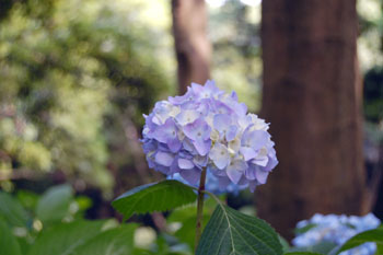 紫陽花