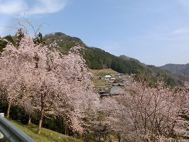 さくら