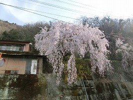 さくら