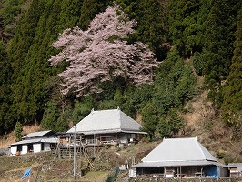 桑平の大桜