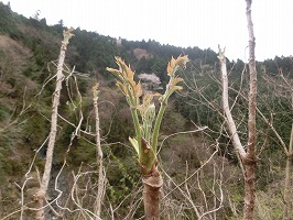 タラの芽