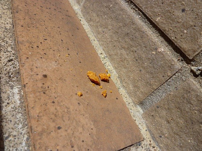 14年09月の記事 メーオタオマレーンとたわんだぅ