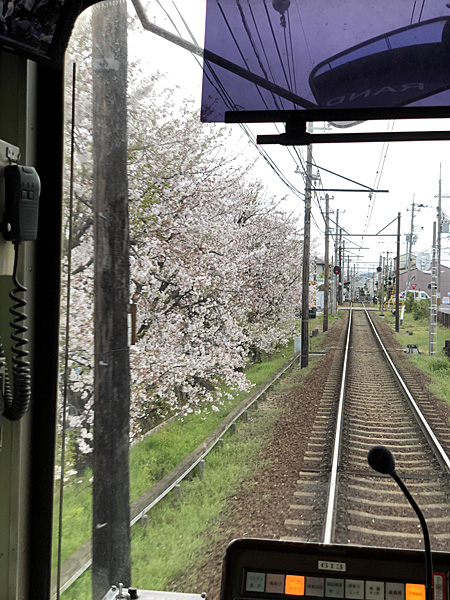 桜と線路