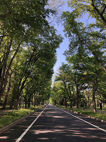 両側の樹木と日陰になった道路