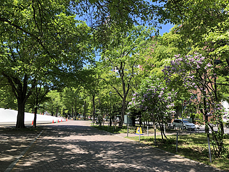 大通公園の木陰