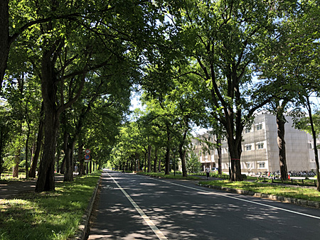 緑の中の道路