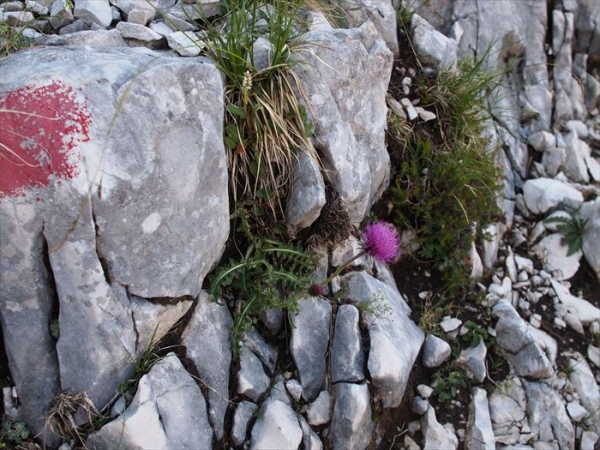 P7194374_R.JPG