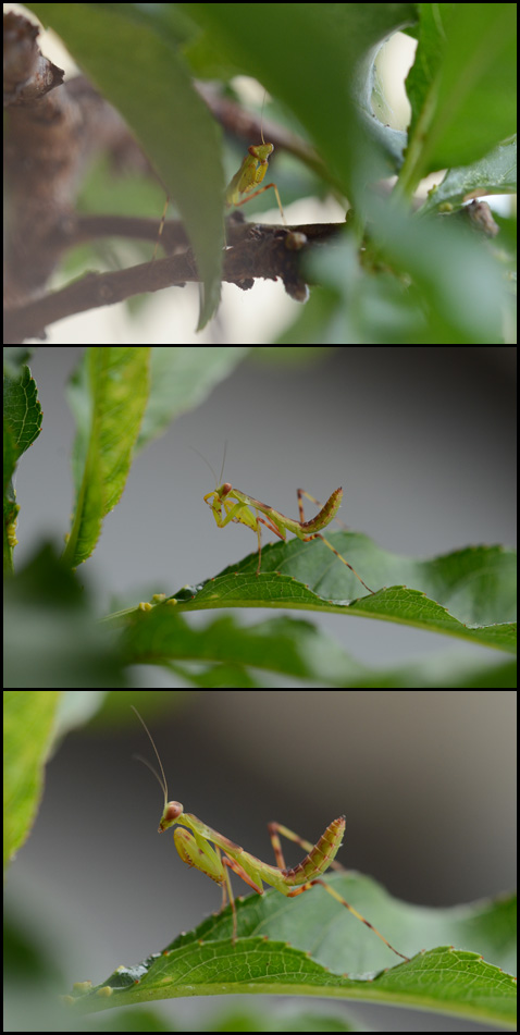 カマキリ