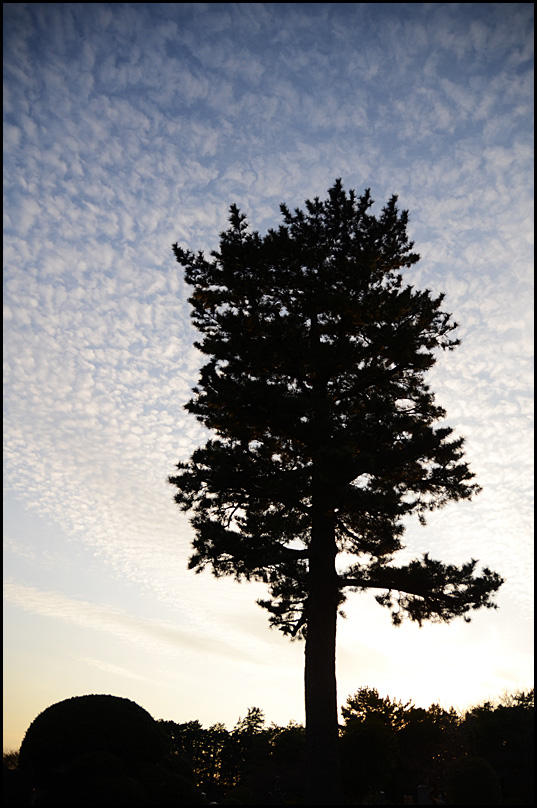 Tree and cloud