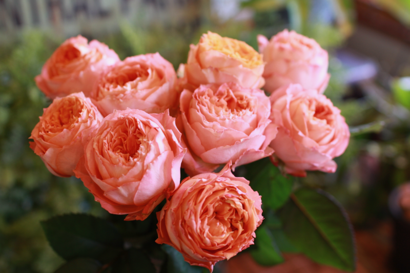 IMG_0393.png