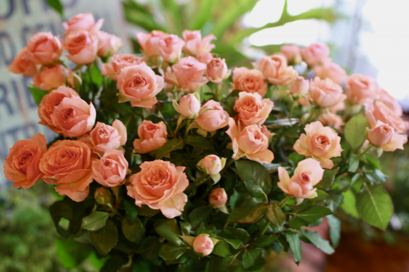 IMG_0766.png
