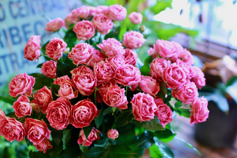 IMG_1966.png