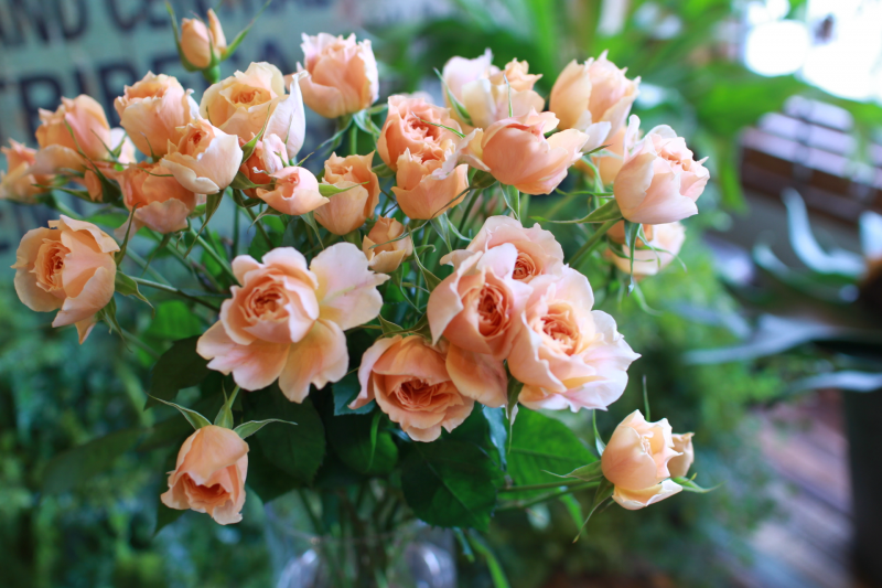 IMG_1965.png