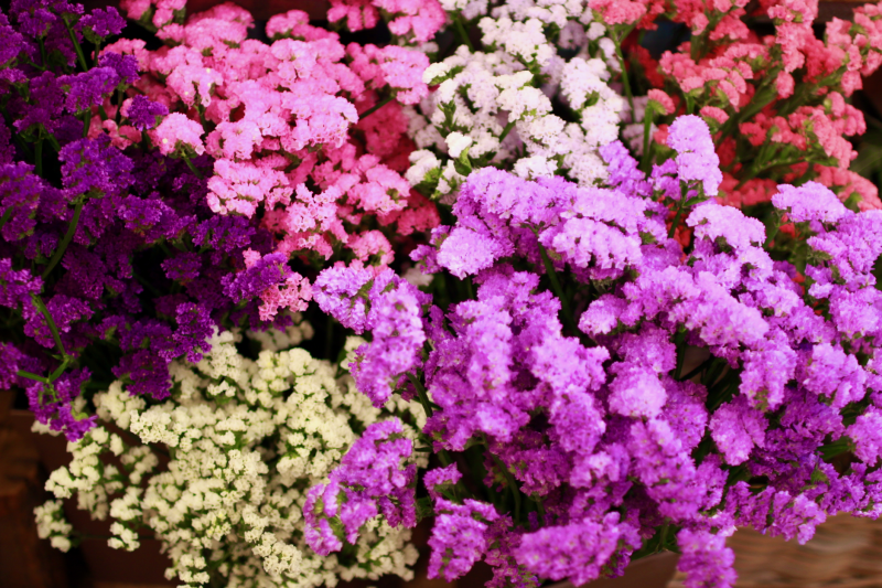IMG_7334.png