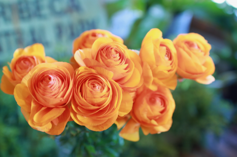 IMG_8016.png