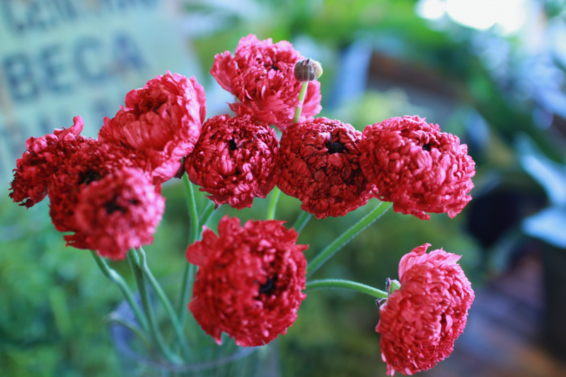 IMG_8028.png
