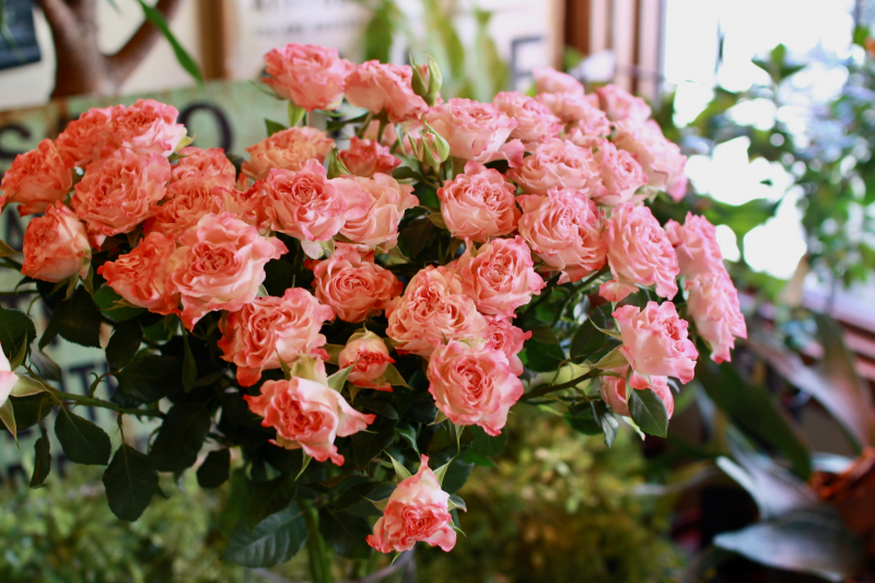 IMG_8045.png