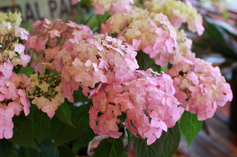 IMG_9395.png
