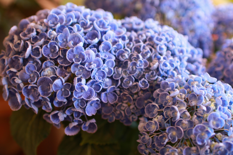 IMG_9458.png