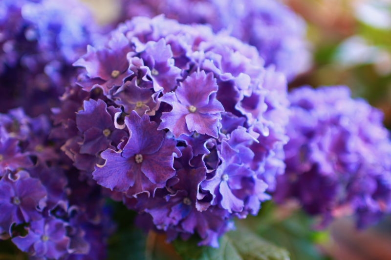 IMG_9456.png