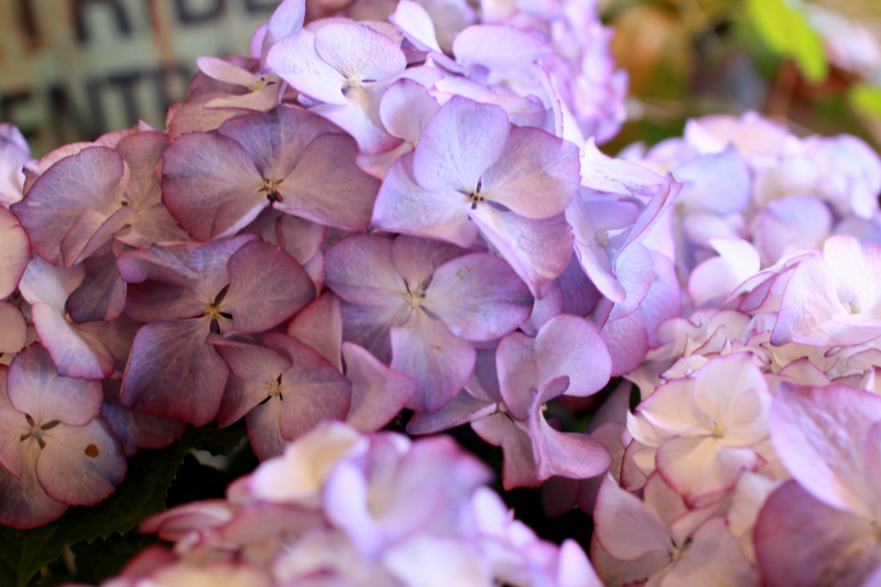 IMG_9454.png