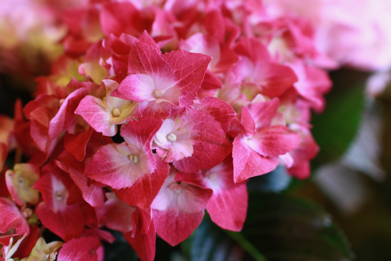 IMG_9445.png
