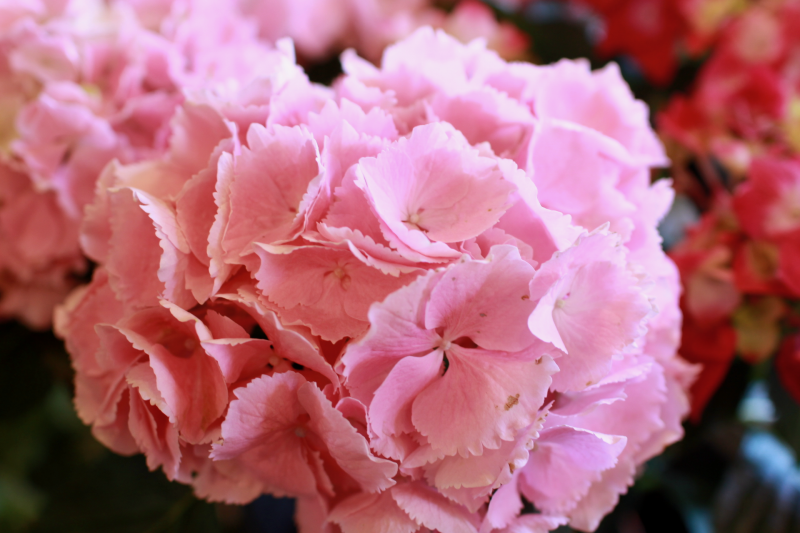 IMG_9444.png