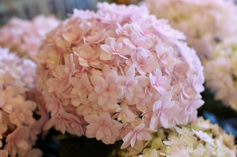 IMG_9443.png
