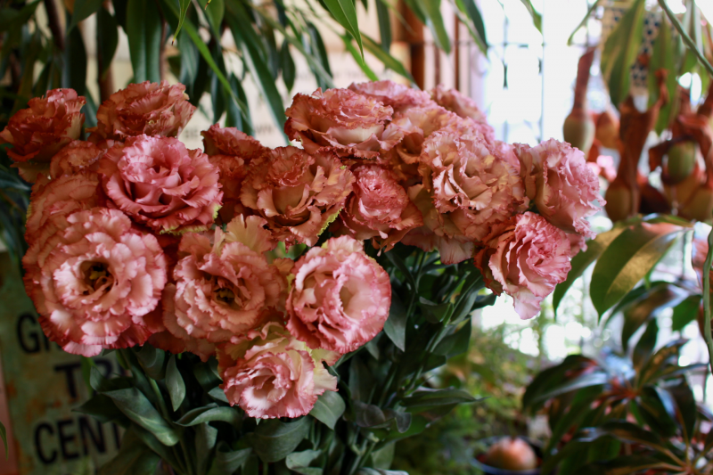 IMG_0052.png