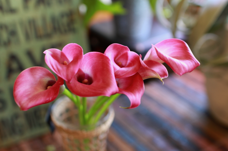 IMG_0498.png