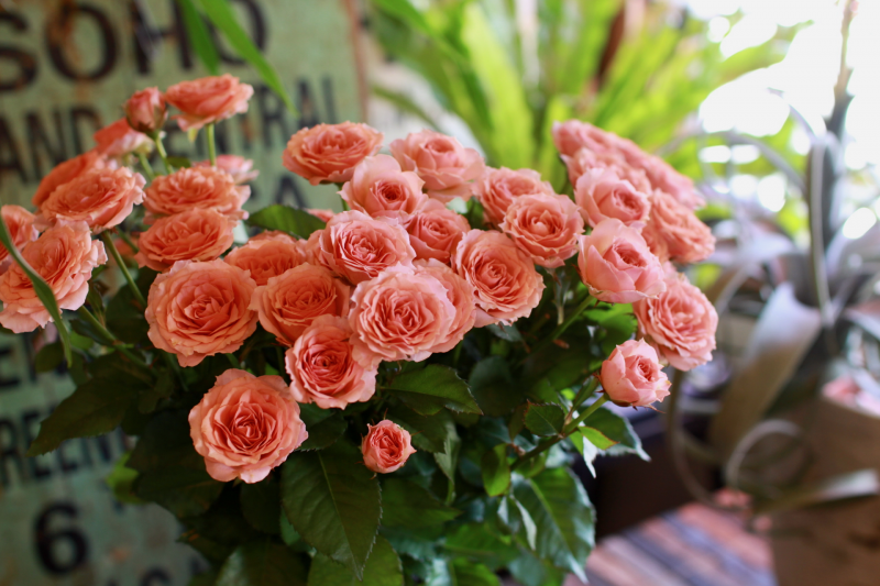 IMG_0481.png