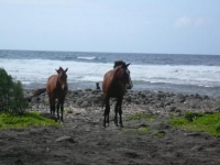 waipio horses