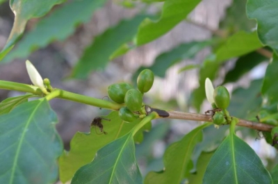 coffee fruit