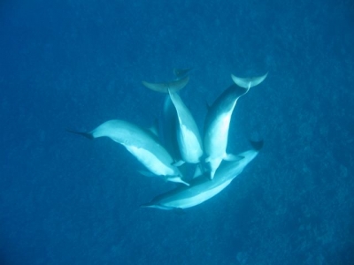 dophin1