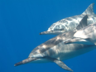dolphin2