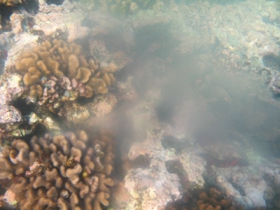 coral spawning