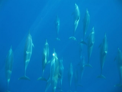 dolphins
