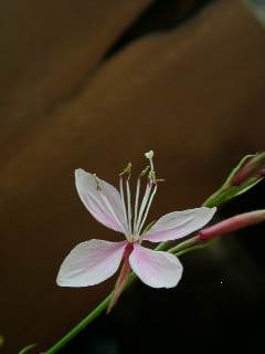 gaura