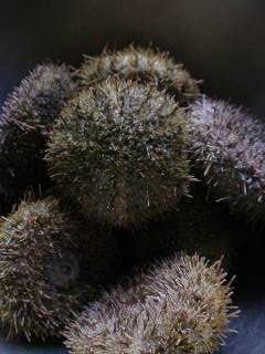 uni