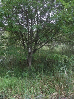 torappu1