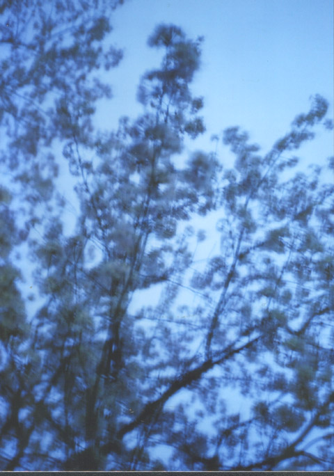 2006年の桜